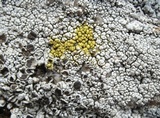 Lecanora campestris image
