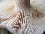 Clitocybe tarda image
