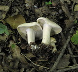 Calocybe gambosa image