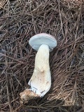 Boletus pseudopinophilus image