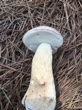Boletus pseudopinophilus image