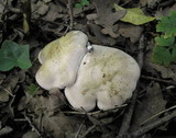Calocybe gambosa image