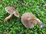Entoloma sericeum image