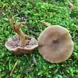 Entoloma sericeum image