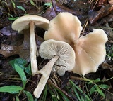 Entoloma strictius image