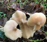 Entoloma strictius image