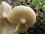 Entoloma strictius image