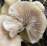 Entoloma strictius image