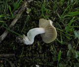 Entoloma sinuatum image