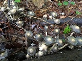 Coprinopsis variegata image