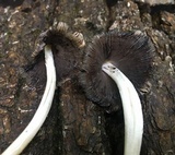Coprinopsis variegata image