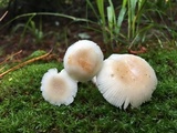 Amanita farinosa image