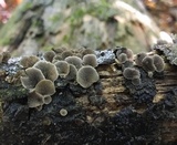 Resupinatus applicatus image