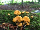 Cantharellus lateritius image