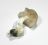 Entoloma sinuatum image