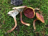 Phylloporus rhodoxanthus image