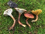 Phylloporus rhodoxanthus image