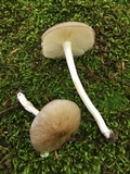 Megacollybia rodmanii image