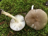 Megacollybia rodmanii image