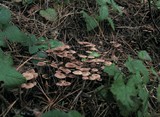 Gymnopus villosipes image