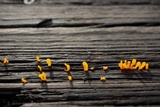 Dacryopinax spathularia image
