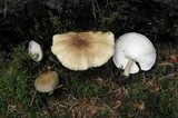 Polyporus ciliatus image