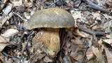 Boletus luridus image