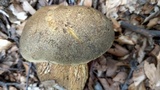 Boletus luridus image