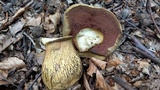 Boletus luridus image