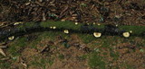 Polyporus ciliatus image