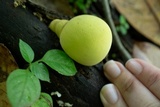 Trichoderma sulphureum image