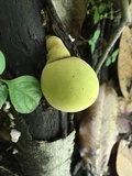 Trichoderma sulphureum image