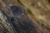 Resupinatus applicatus image