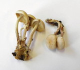Gymnopus hariolorum image