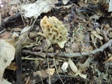 Morchella diminutiva image