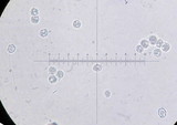Entoloma sinuatum image