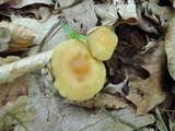 Gymnopus subsulphureus image