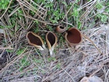 Wynnella silvicola image