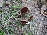 Wynnella silvicola image
