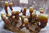 Ganoderma resinaceum image