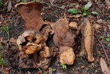 Sarcodon indurescens image