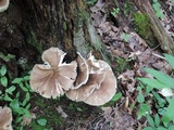 Megacollybia rodmanii image
