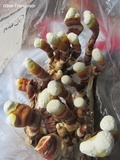 Ganoderma resinaceum image