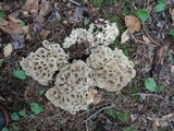 Polyporus umbellatus image