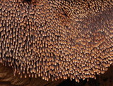 Sarcodon indurescens image