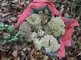 Polyporus umbellatus image