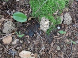 Polyporus umbellatus image