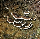 Nigroporus vinosus image
