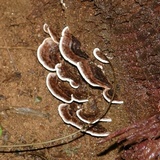 Nigroporus vinosus image