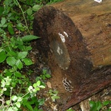 Nigroporus vinosus image